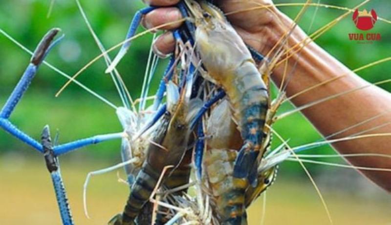 Các bước sơ chế tôm càng đúng cách trước khi nấu lẩu tại nhà